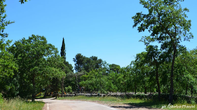 Bosco Selva — foto 1