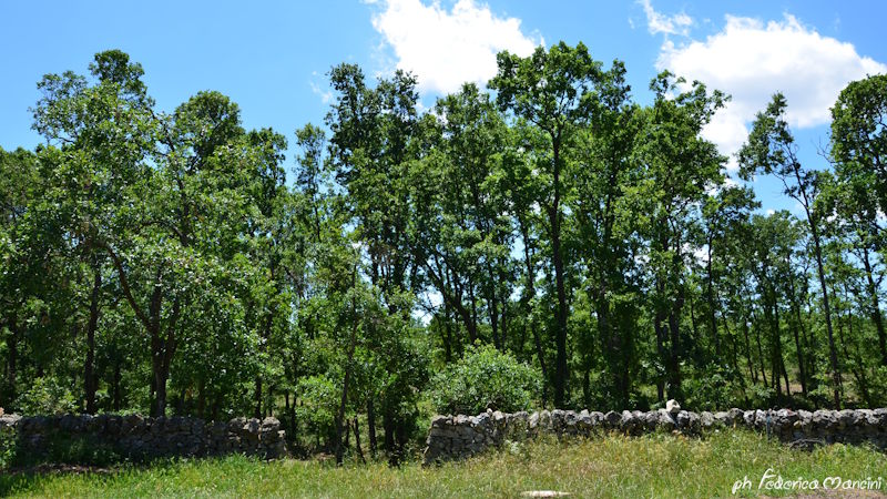 Bosco Selva — foto 2